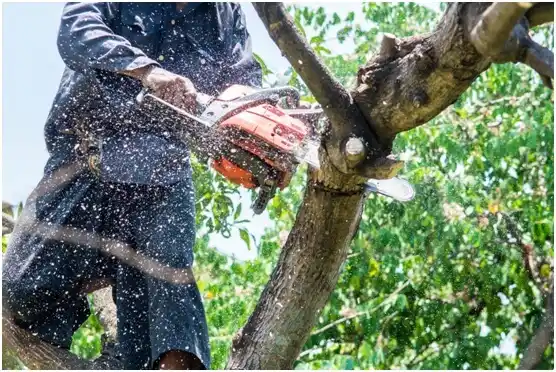 tree services Sykesville